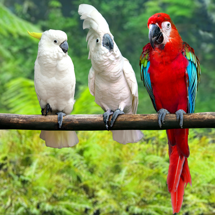 Deux perroquets blancs et un perroquet rouge posés côte à côte sur une branche.